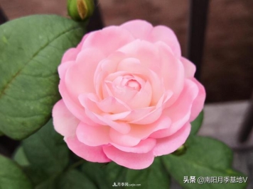 这8种月季，光听名字就想一口吃掉，真的秀色可餐