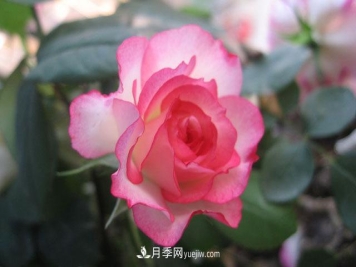 月季和玫瑰的六大区别