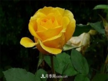 金凤凰月季golden scepter推荐
