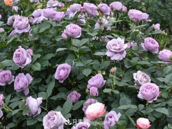 月季花的形态特征是什么？