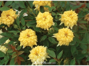 微型月季的小知识和代表品种