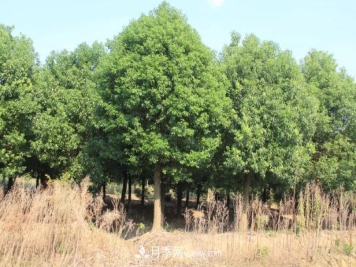 新种植的苗木为什么成活率低？注意这三点