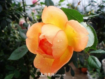 夏洛特夫人月季有哪些优缺点