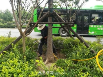 南阳市园林局力促银杏复壮，打造迷人秋景