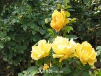 黄丛蓉月季Yellow Leisure Liness推荐