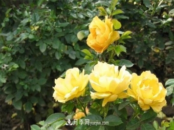 黄丛蓉月季Yellow Leisure Liness推荐