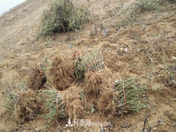 月季裸根苗发货了，光谱/红双喜/安吉拉