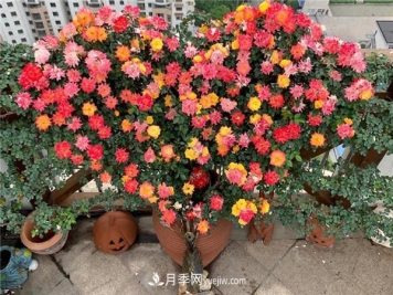 藤彩虹月季品种优缺点是什么？