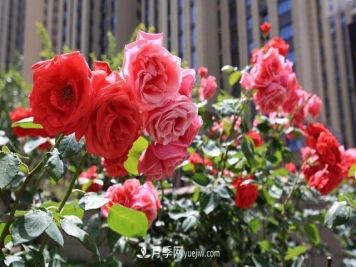 8种经典月季，藤本、灌木和微月都有，买了不会错