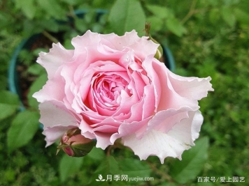 清新出尘的4个日本“仙女”月季，再难养也不能抗拒