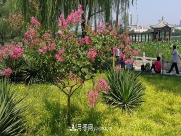 园林树木百家姓——紫叶苗木