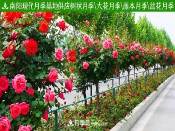 山东济南青岛烟台德州菏泽50公分大花丰花月季批发