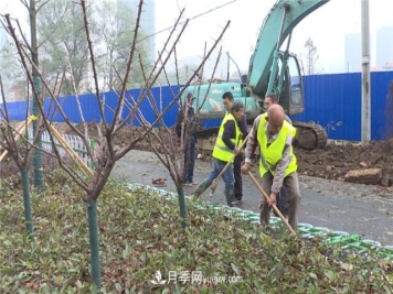湖北应城栽种花木1500余株 赏花来这里！