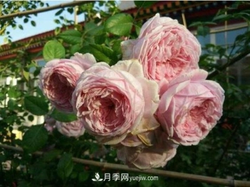 月季花到底有多少个品种？您家的月季好看吗？