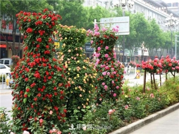 南阳造型苗木为什么要卖那么贵？