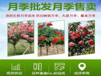 大花月季批发，树状月季批发，中国月季之乡价格就是香！