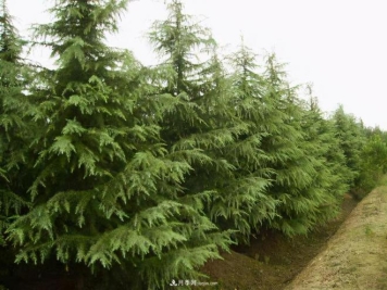 掌握这六大关键点，冬季雪松防寒有保障