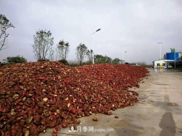 南阳桐柏：小小红薯做出脱贫致富 红薯产业发展方兴未艾