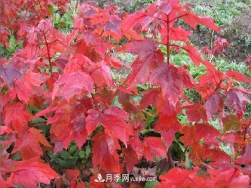 南阳苗木，美国红枫管理知识介绍