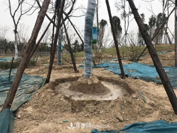 园林人有疑惑，苗木移植之后是先搭支撑还是先浇水？