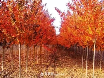 美国红枫，南阳苗木人为什么要挺这个树种？