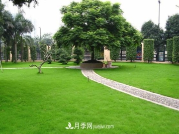 草坪与点缀植物的合理选择