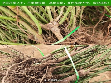 月季裸根苗种植技术