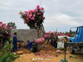 河南方城：万亩月季喜“出嫁” 飘洋过海出国门