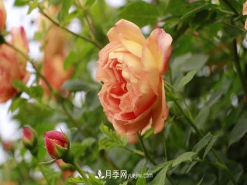 信阳百花园的香水月季花廊真美