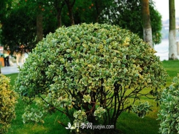 灌木苗木有哪些：21种常见灌木介绍