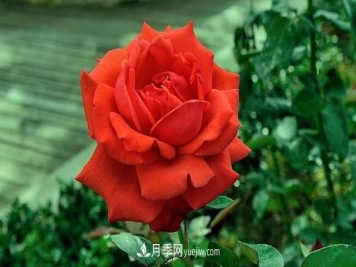 月季花的花语知多少