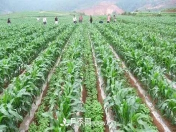 南阳农作物30种间作套种方法，赶快收藏！