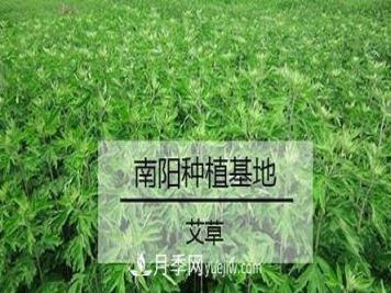 南阳艾草的种植方法，艾草的种植技巧