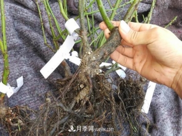 月季裸根大苗开花多见效快，网购注意事项