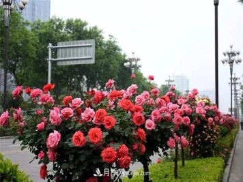 2021年全国苗木需求量预测，能种满2000多万亩苗圃