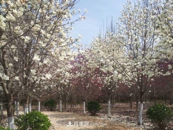 林木采伐证的过去、现在和未来，林木采伐证的演变历程和方向