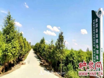 信阳淮滨：建成全国最大的落羽杉苗木繁育基地