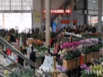 亚洲最大花卉小镇：昆明斗南玫瑰4毛一支，年销70亿！