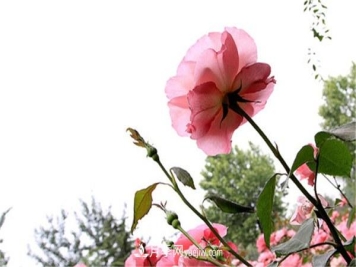 超耐阴的4个月季品种，光照不足适合种哪些月季？