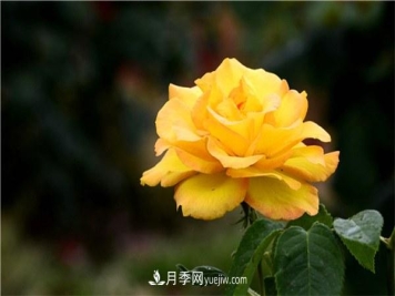 有什么后悔种的月季品种？不值得买的月季品种