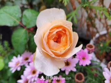 十大最贵的玫瑰花品种