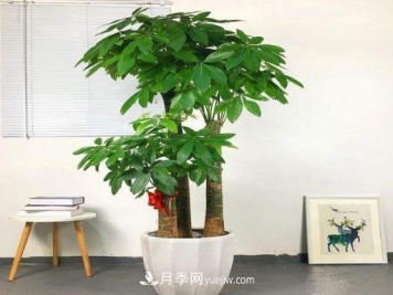 十大寓意好的花有哪些