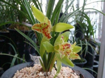 十大名贵兰花品种，最好看的兰花排名