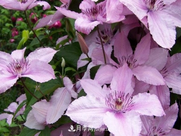 如梦铁线莲品种