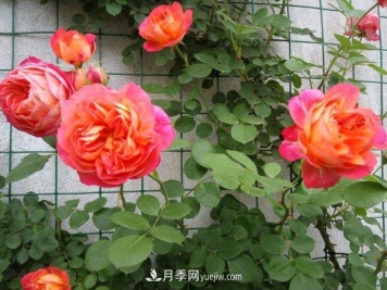 不怕暴晒的月季品种，盘点耐热耐晒的品种