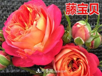 藤宝贝月季的特点