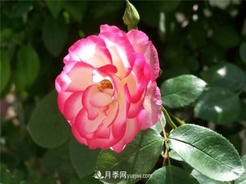 月季花的样子和树状月季特点是什么？