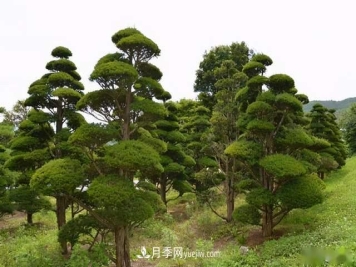 苗木人还有什么新路线可以走？