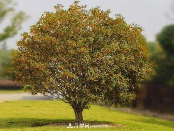 门前种桂花树真的好吗？