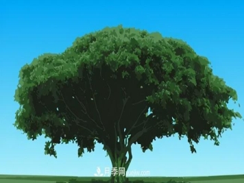 三个方法，教你给苗木扩冠